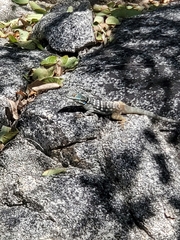 Petrosaurus thalassinus