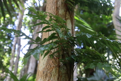 Arthropteris tenella