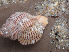 Ocenebrinae