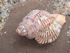 Ocenebrinae