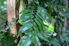 Arthropteris tenella