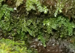 Thamnobryum alleghaniense