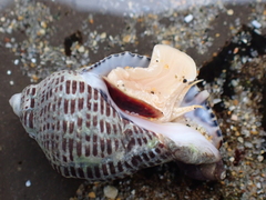 Acanthinucella punctulata