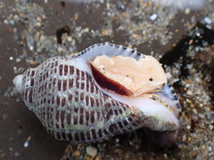 Acanthinucella punctulata