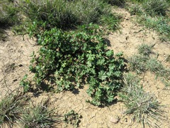 Malva parviflora parviflora