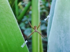 Argiope dang