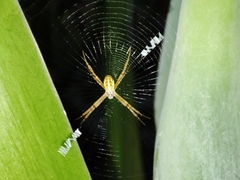 Argiope dang