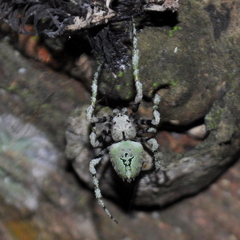 Eustala tribrachiata