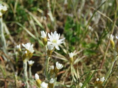 Rhodanthe corymbiflora