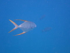 Trachinotus rhodopus