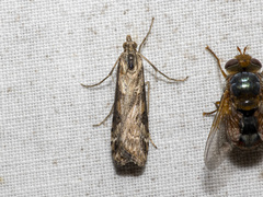 Nomophila corticalis
