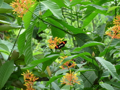 Heliconius erato