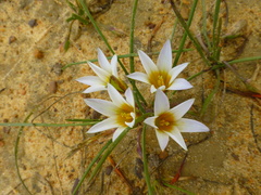 Romulea leipoldtii