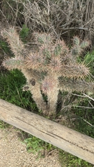 Cylindropuntia prolifera
