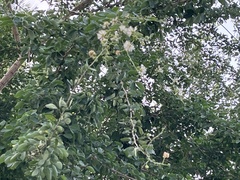 Pithecellobium dulce