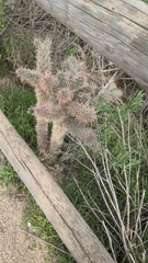 Cylindropuntia prolifera