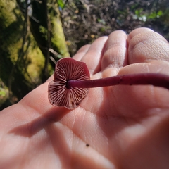 Pseudobaeospora