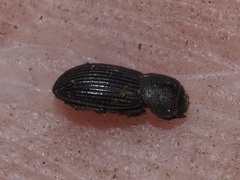 Ataenius