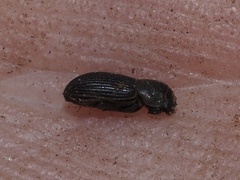 Ataenius