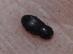 Ataenius
