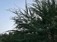 Pithecellobium dulce