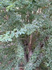 Pithecellobium dulce