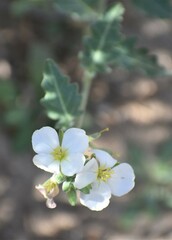 Nerisyrenia camporum