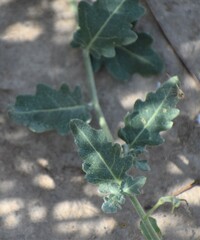 Nerisyrenia camporum