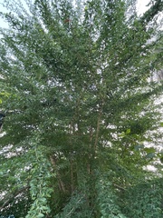 Pithecellobium dulce