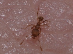 Pheidole navigans