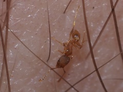 Pheidole navigans