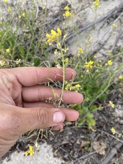 Brassica fruticulosa