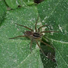 Diapontia uruguayensis