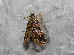 Elophila responsalis