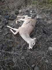 Odocoileus virginianus leucurus