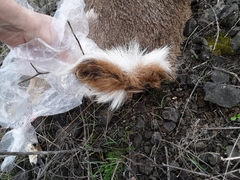 Odocoileus virginianus leucurus