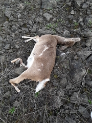 Odocoileus virginianus leucurus