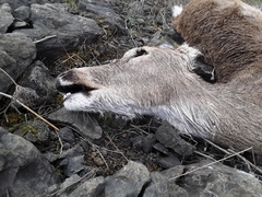 Odocoileus virginianus leucurus
