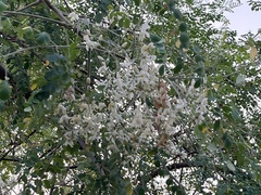 Moringa oleifera