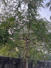 Moringa oleifera