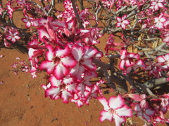 Adenium multiflorum