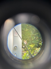 Lonchura leucogastroides