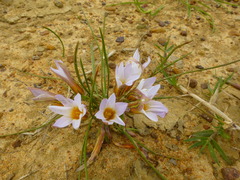 Romulea leipoldtii