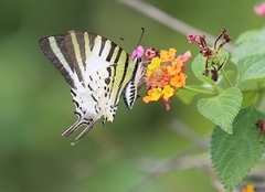 Graphium antiphates