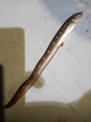 Lepophidium profundorum