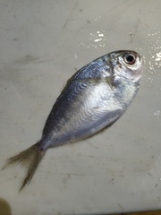 Peprilus triacanthus