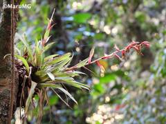 Tillandsia leiboldiana