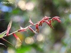 Tillandsia leiboldiana