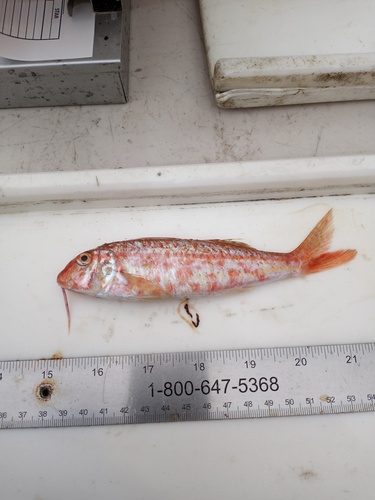 Goatfish (Mullus auratus) — Mullidae — 2