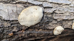 Polyporales